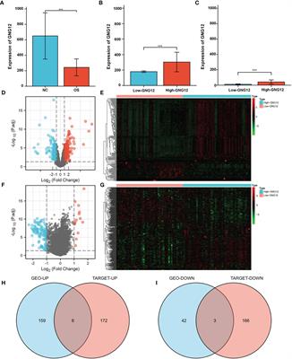 Low GNG12 Expression Predicts Adverse Outcomes: A Potential Therapeutic Target for Osteosarcoma